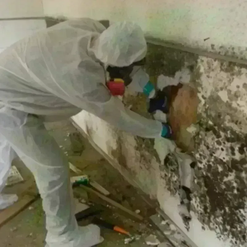 Mold Remediation and Removal in Parsippany, NJ